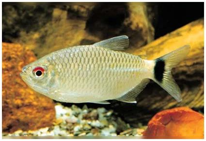 Red eye tetra (Moenkhausia Sanctaefilomenae)